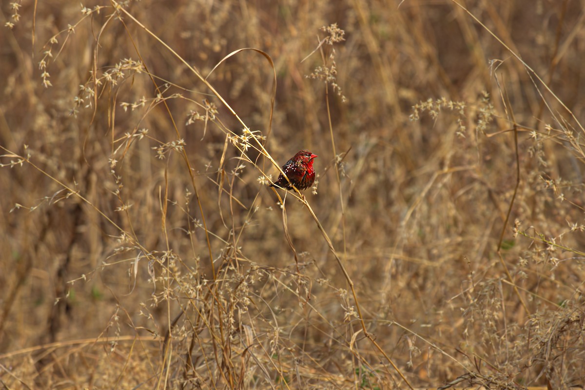 Red Avadavat - ML633727207