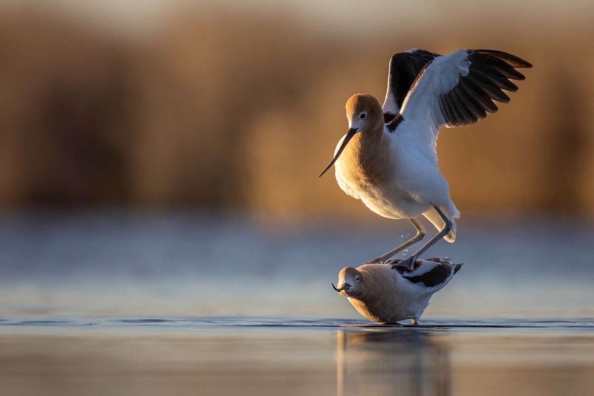 American Avocet - ML633727252