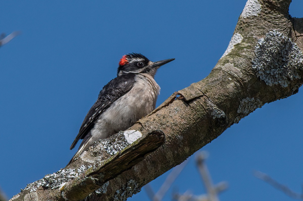 Hairy Woodpecker - ML633727516