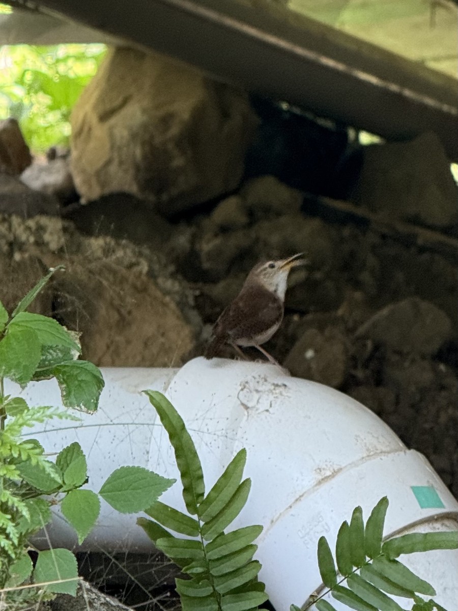 St. Lucia Wren - ML633727944