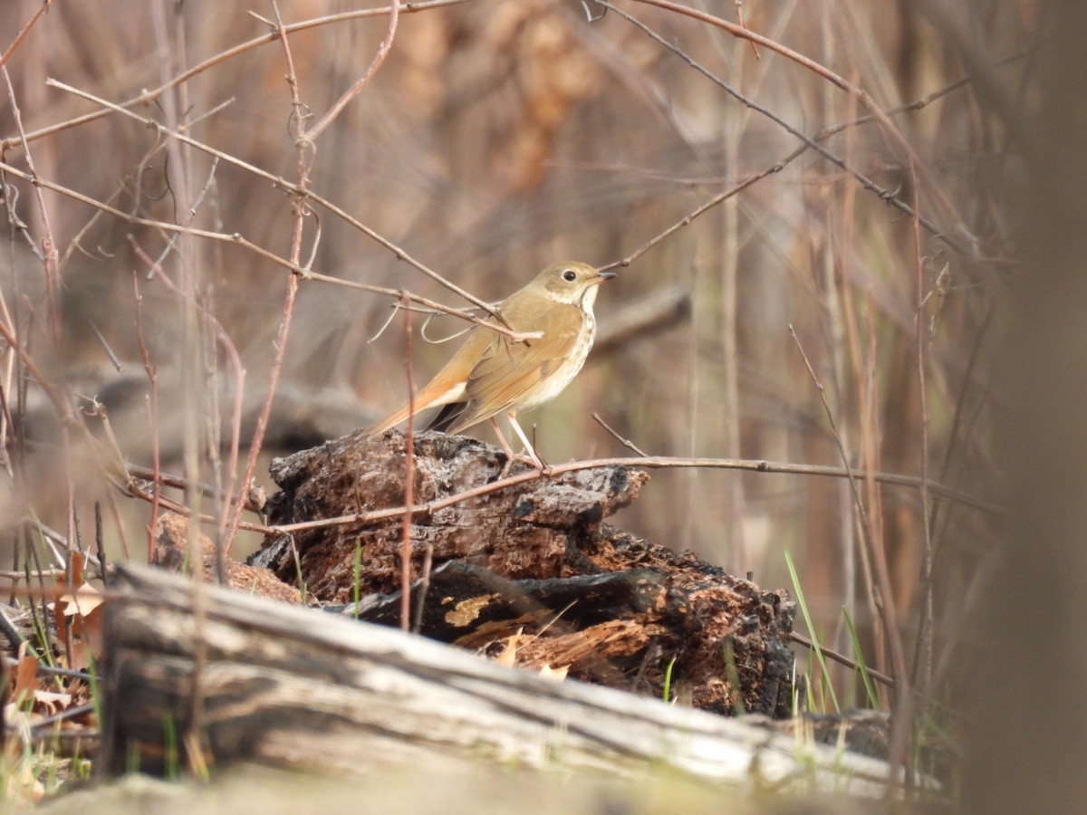 Hermit Thrush - ML633727956