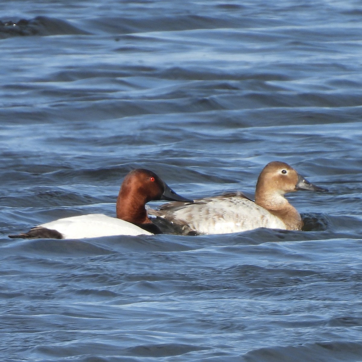 Canvasback - ML633728010
