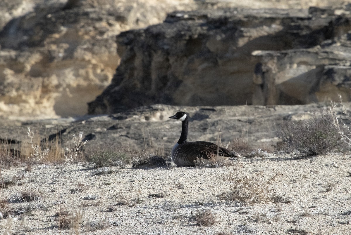 Canada Goose - ML633728069
