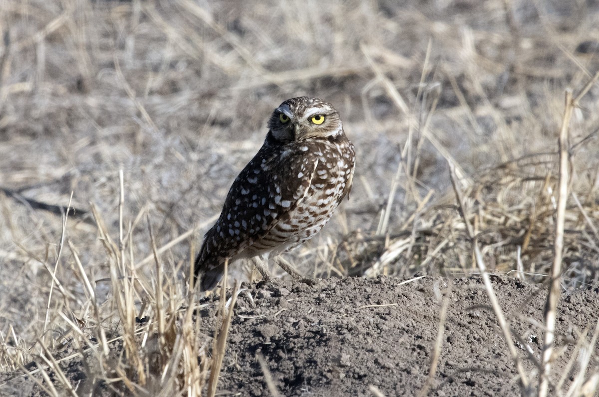 Burrowing Owl - Philip Henson