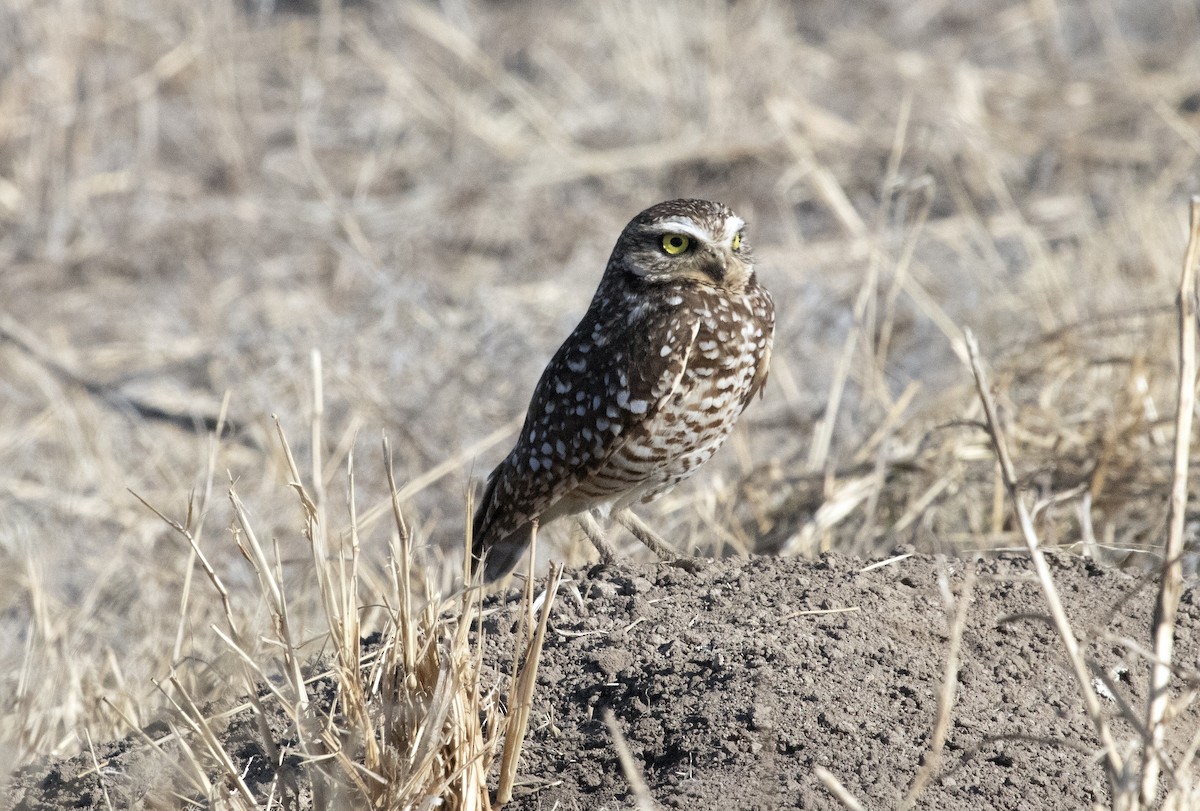 Burrowing Owl - Philip Henson