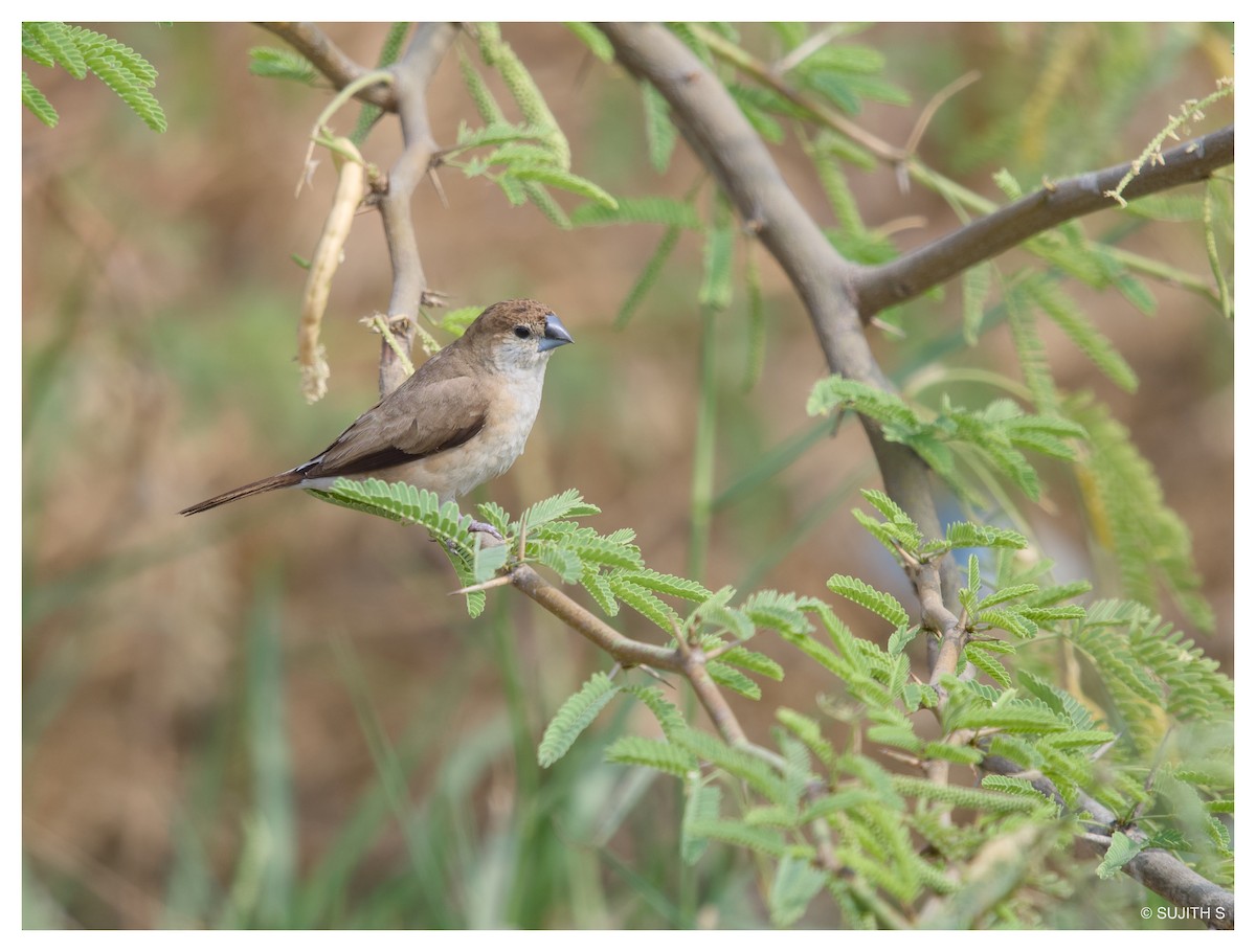 Indian Silverbill - ML633728199