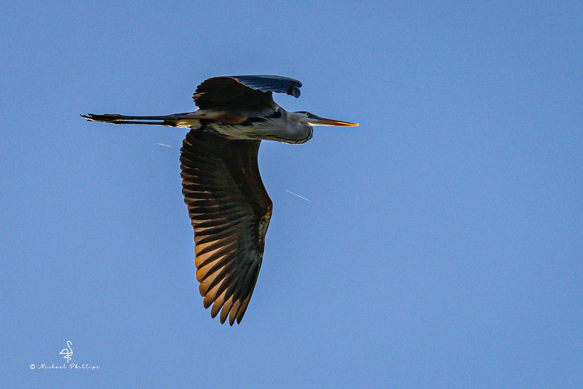 Great Blue Heron - ML633728367