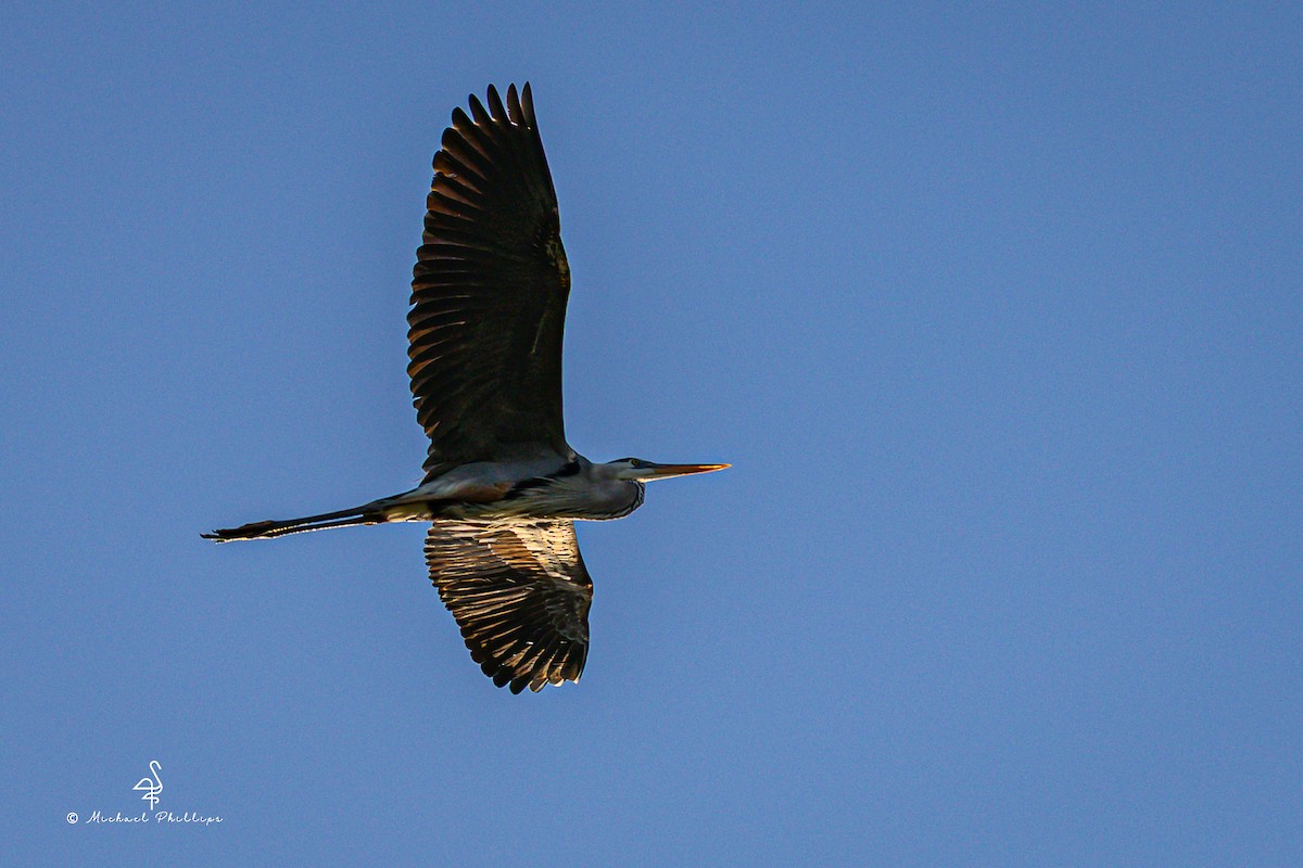 Great Blue Heron - ML633728368