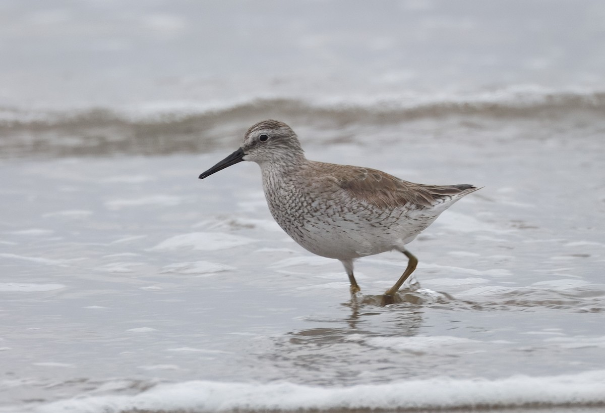 Red Knot - John Callender