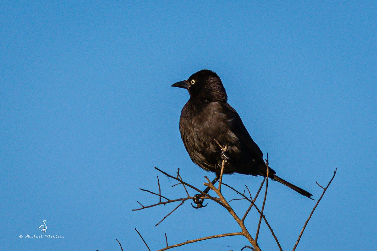 Common Grackle - ML633728535