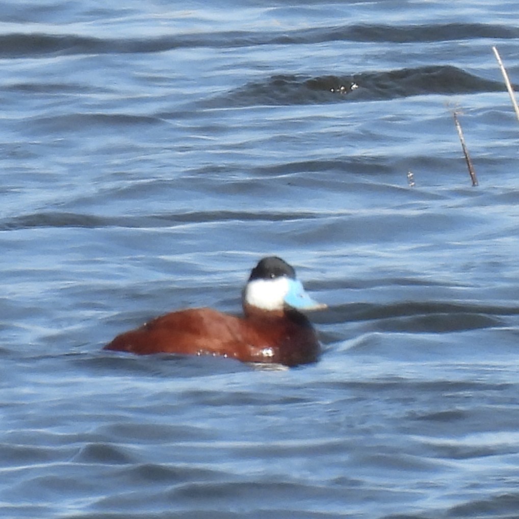 Ruddy Duck - ML633728574