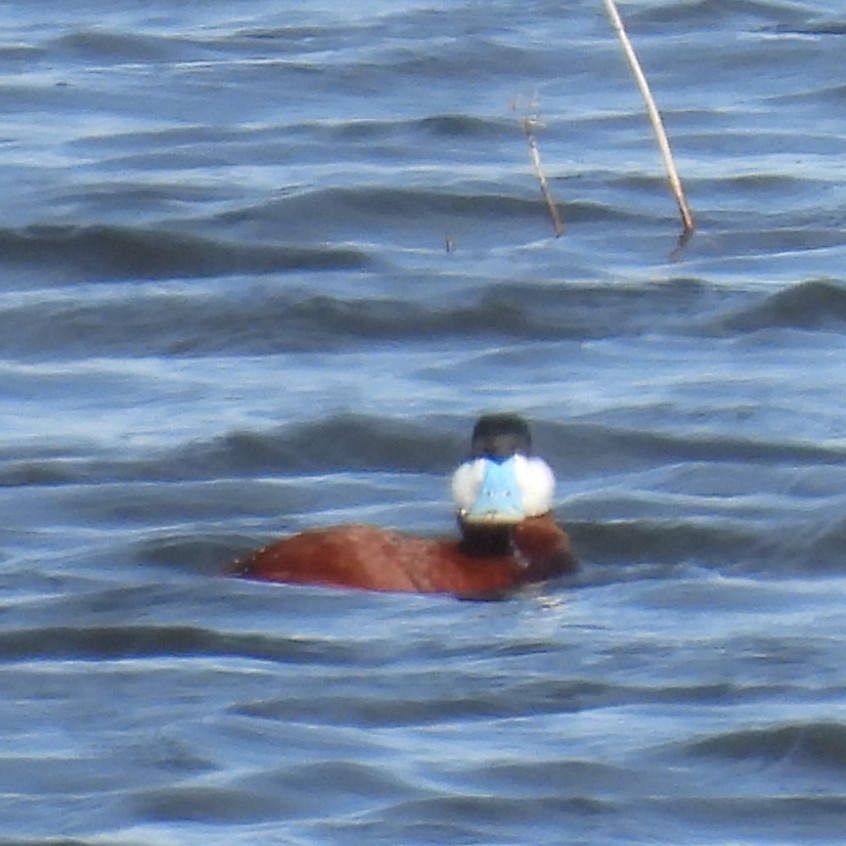 Ruddy Duck - ML633728575