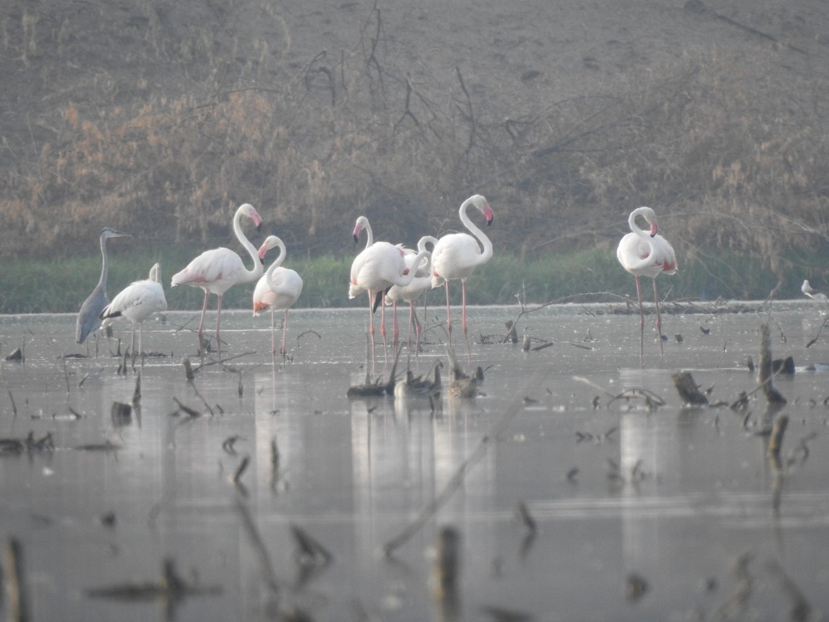 Greater Flamingo - ML633728744
