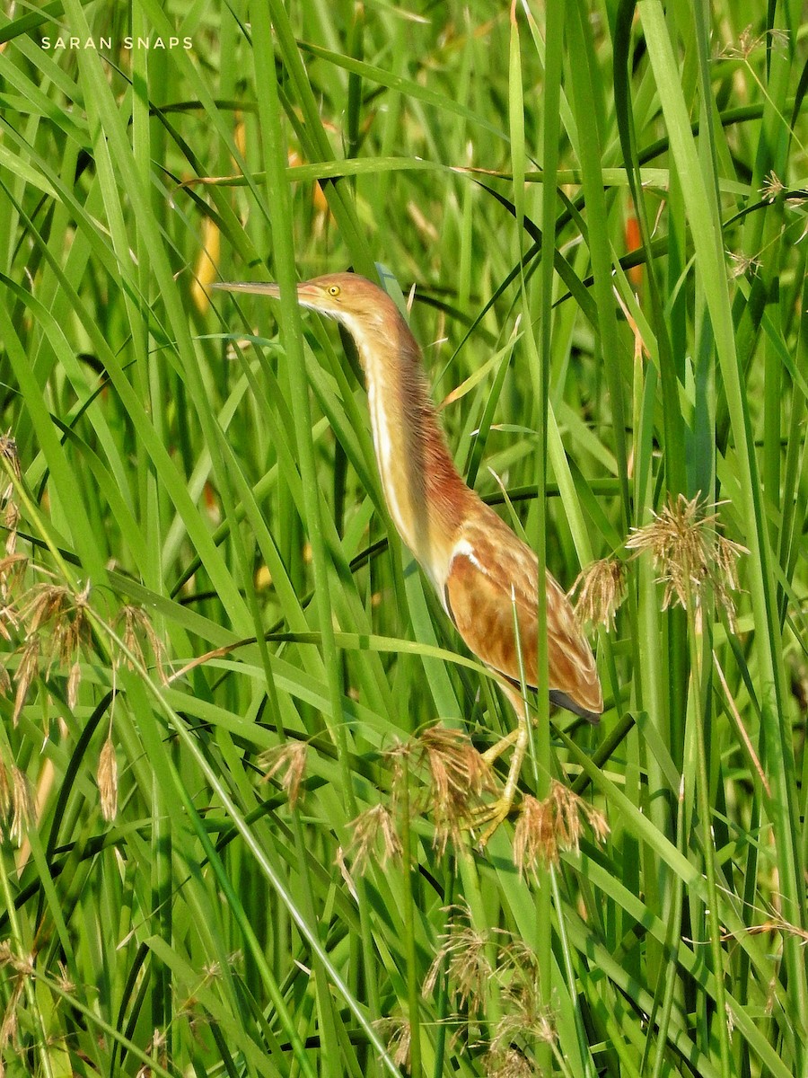 Yellow Bittern - ML633728753