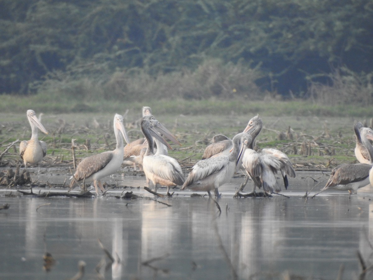 Spot-billed Pelican - ML633728776