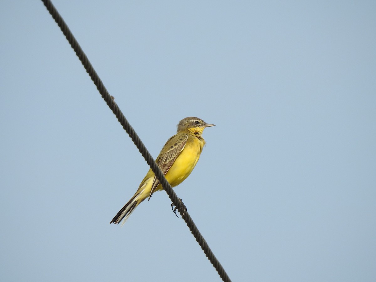 Western Yellow Wagtail - ML633728796