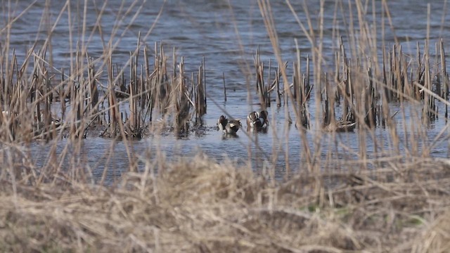 Northern Shoveler - ML633728878