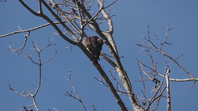 Merlin (Taiga) - ML633728983