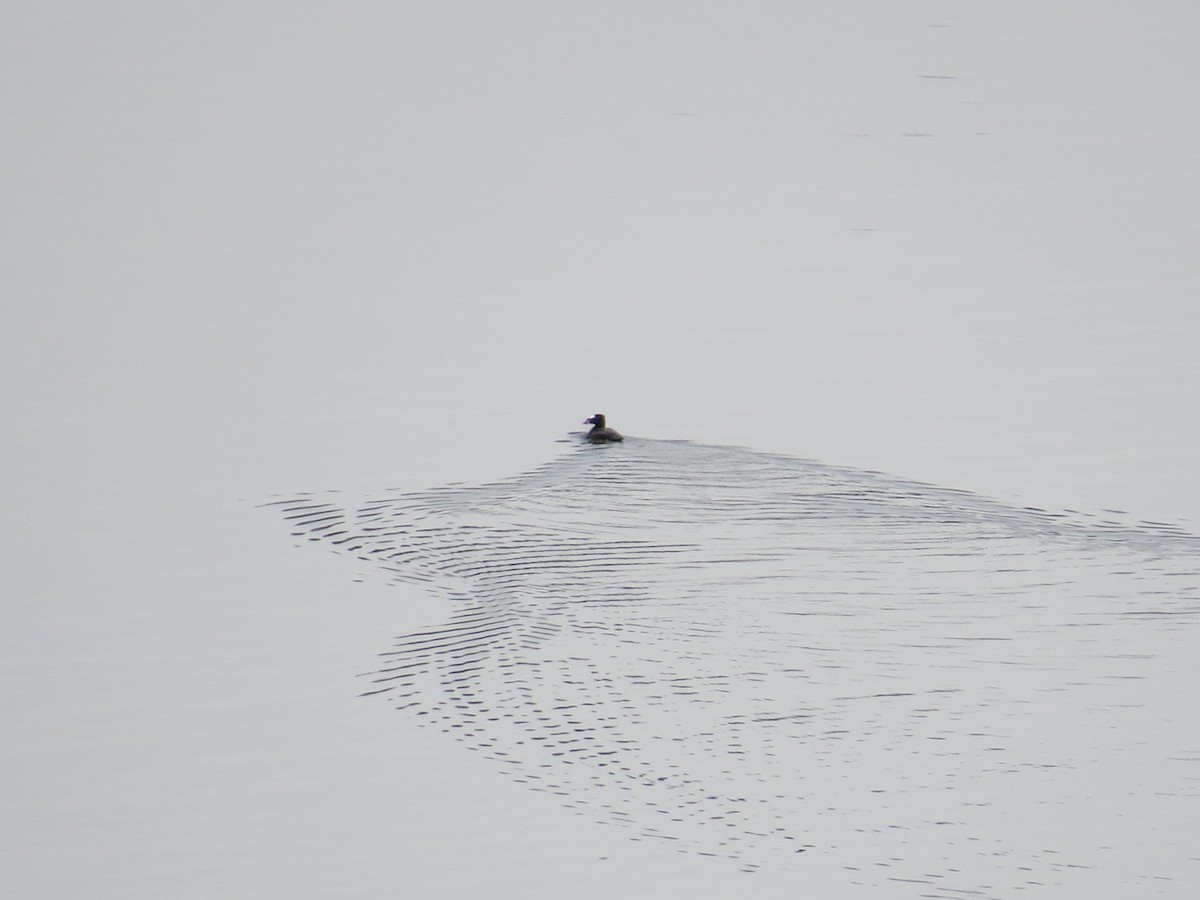 Surf Scoter - ML633729018