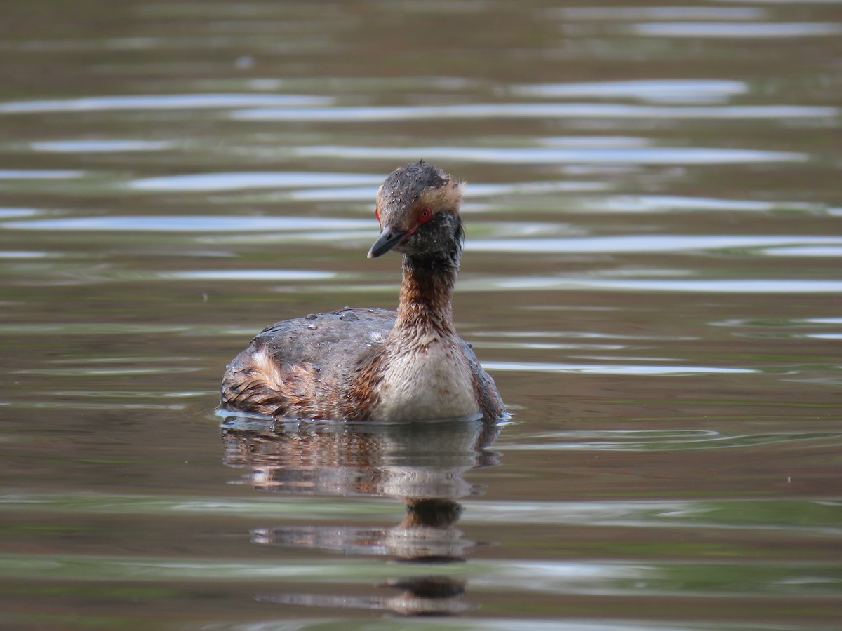 Horned Grebe - ML633729059
