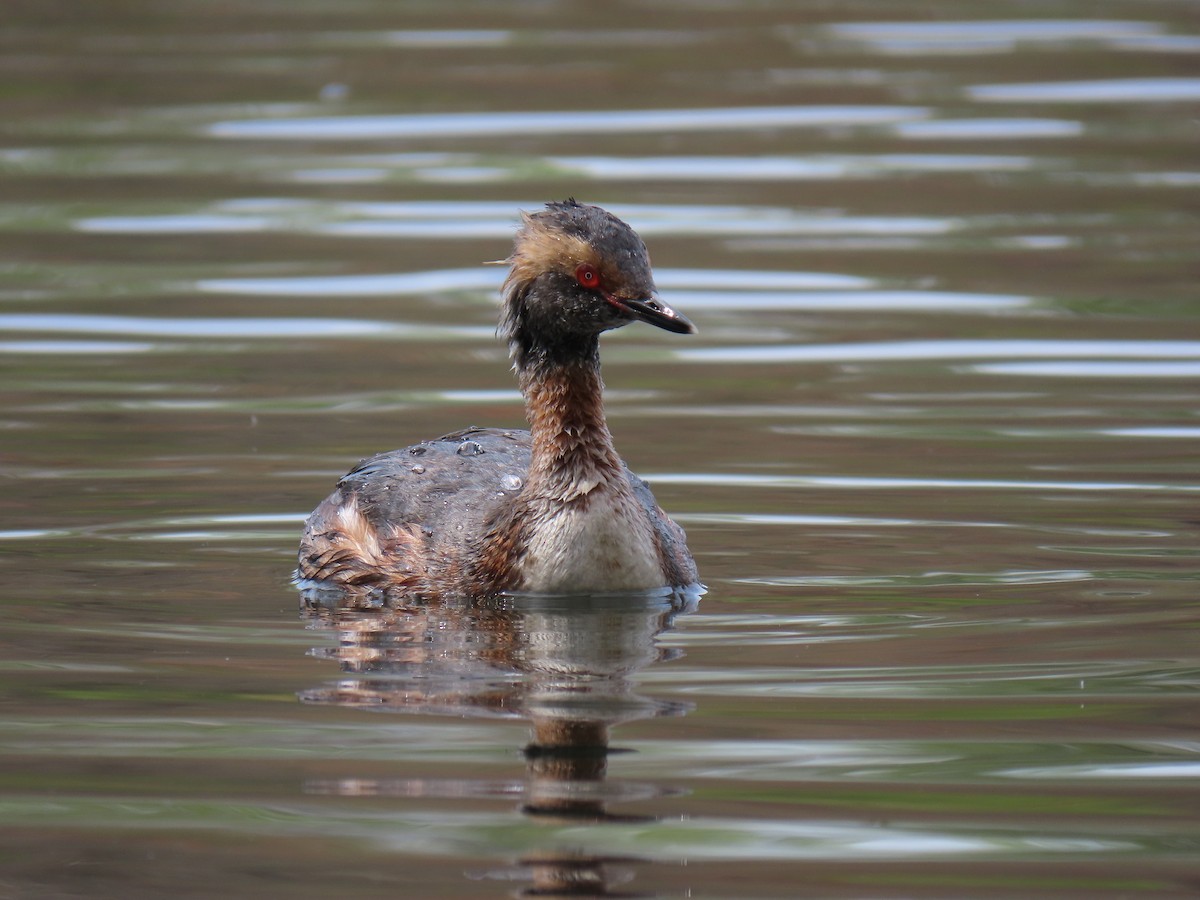 Horned Grebe - ML633729060