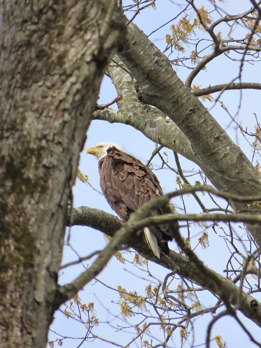 Bald Eagle - ML633729074