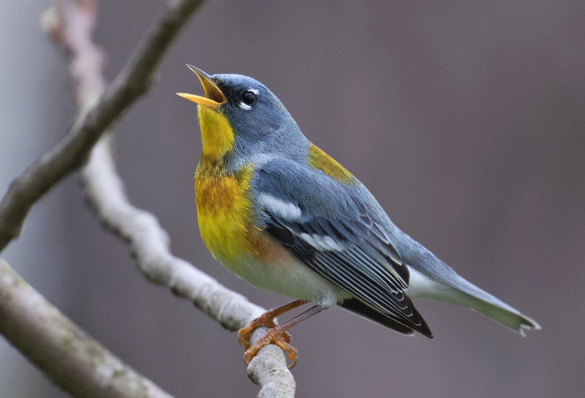Northern Parula - ML633729083
