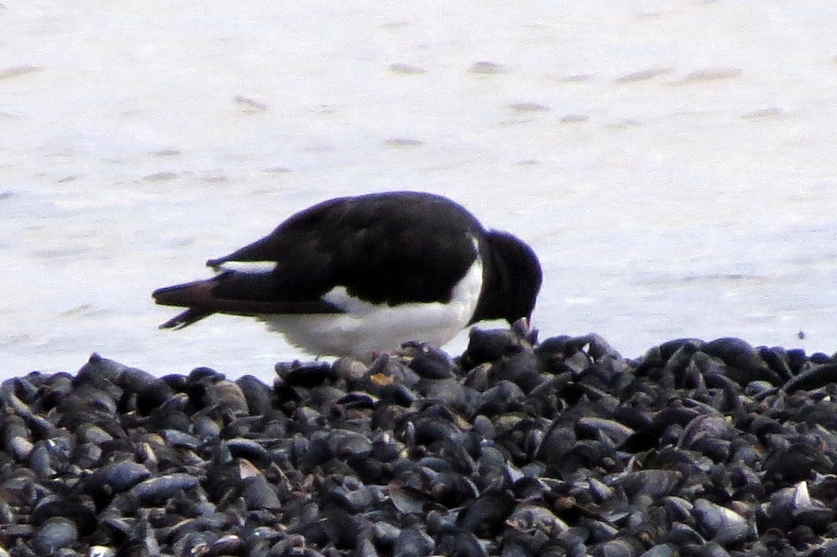 Magellanic Oystercatcher - ML633729113