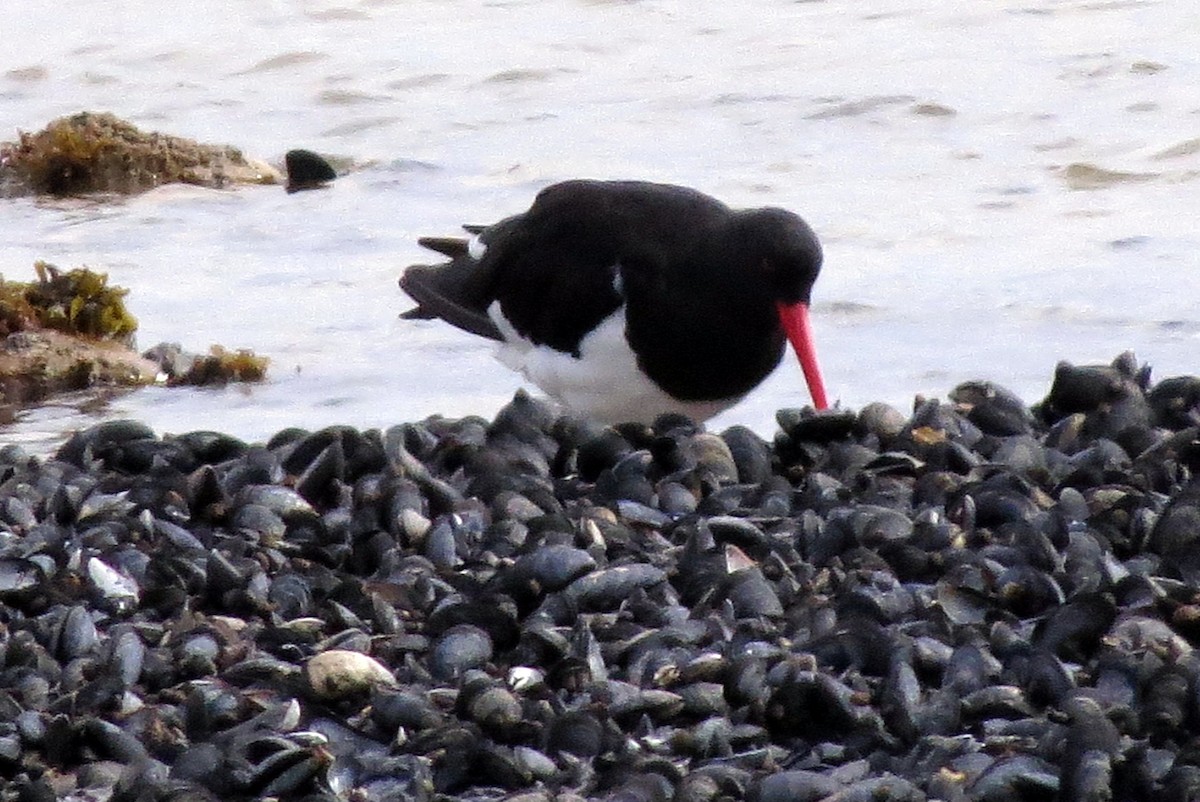Magellanic Oystercatcher - ML633729114