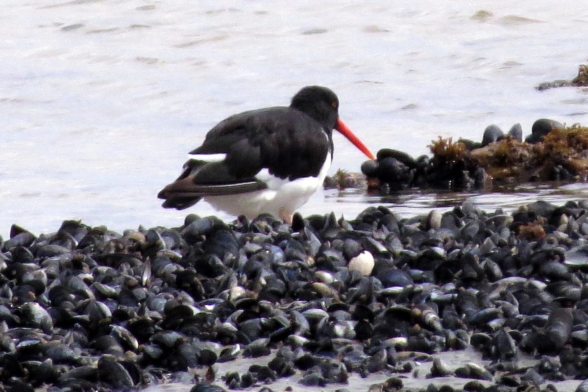 Magellanic Oystercatcher - ML633729115