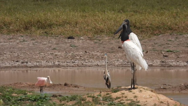 Jabiru d'Amérique - ML633729128