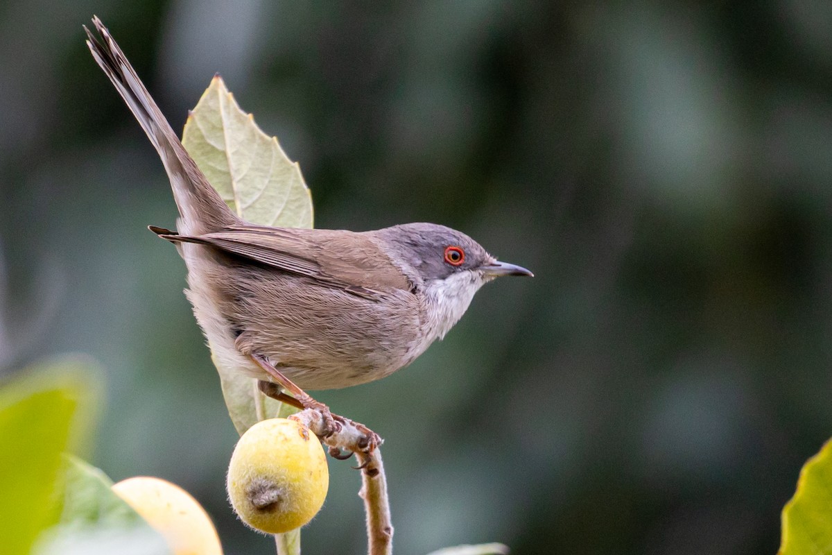 Sardinian Warbler - ML633729366