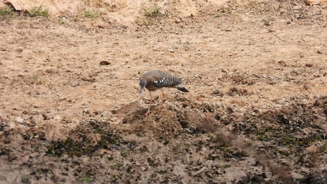 Sunbittern - ML633729384