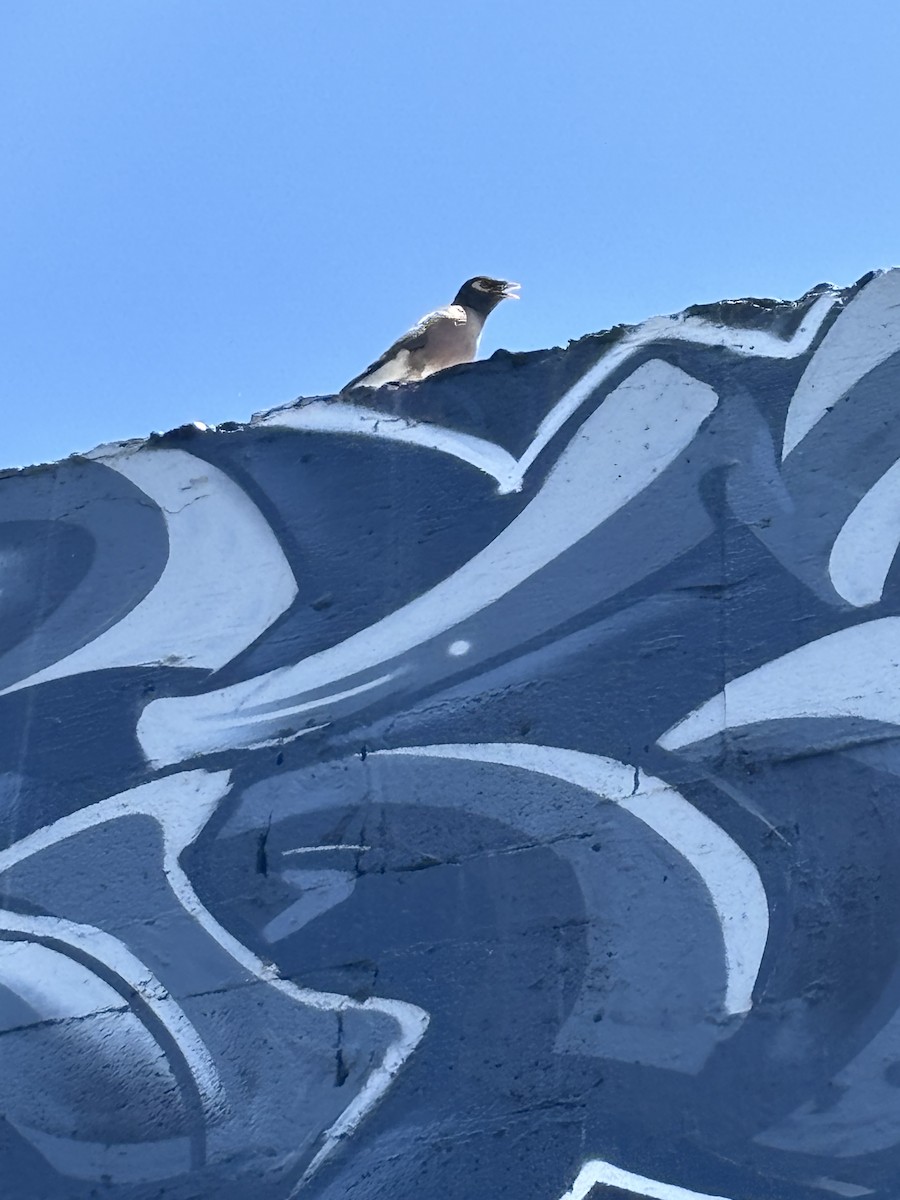 Common Myna - everett !