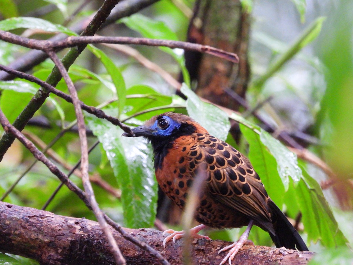 Ocellated Antbird - ML633729742