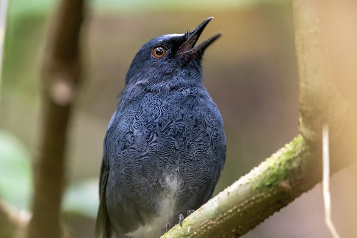White-bellied Sholakili - ML633729873