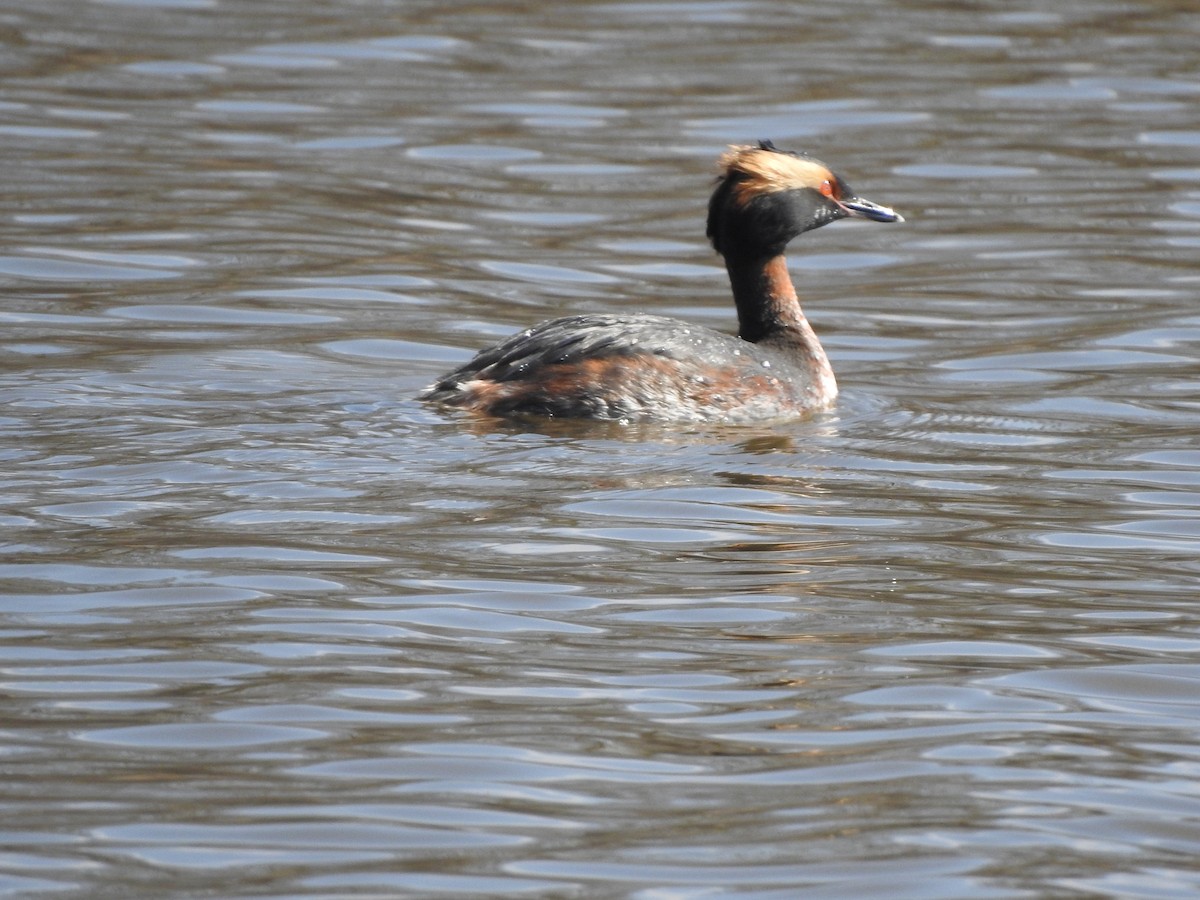 Пірникоза червоношия - ML633730010