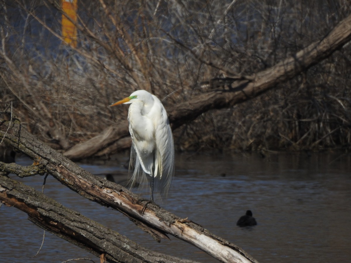 Чапля велика - ML633730048