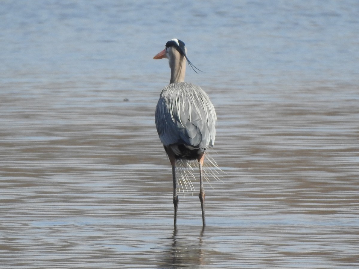 Чапля північна - ML633730074
