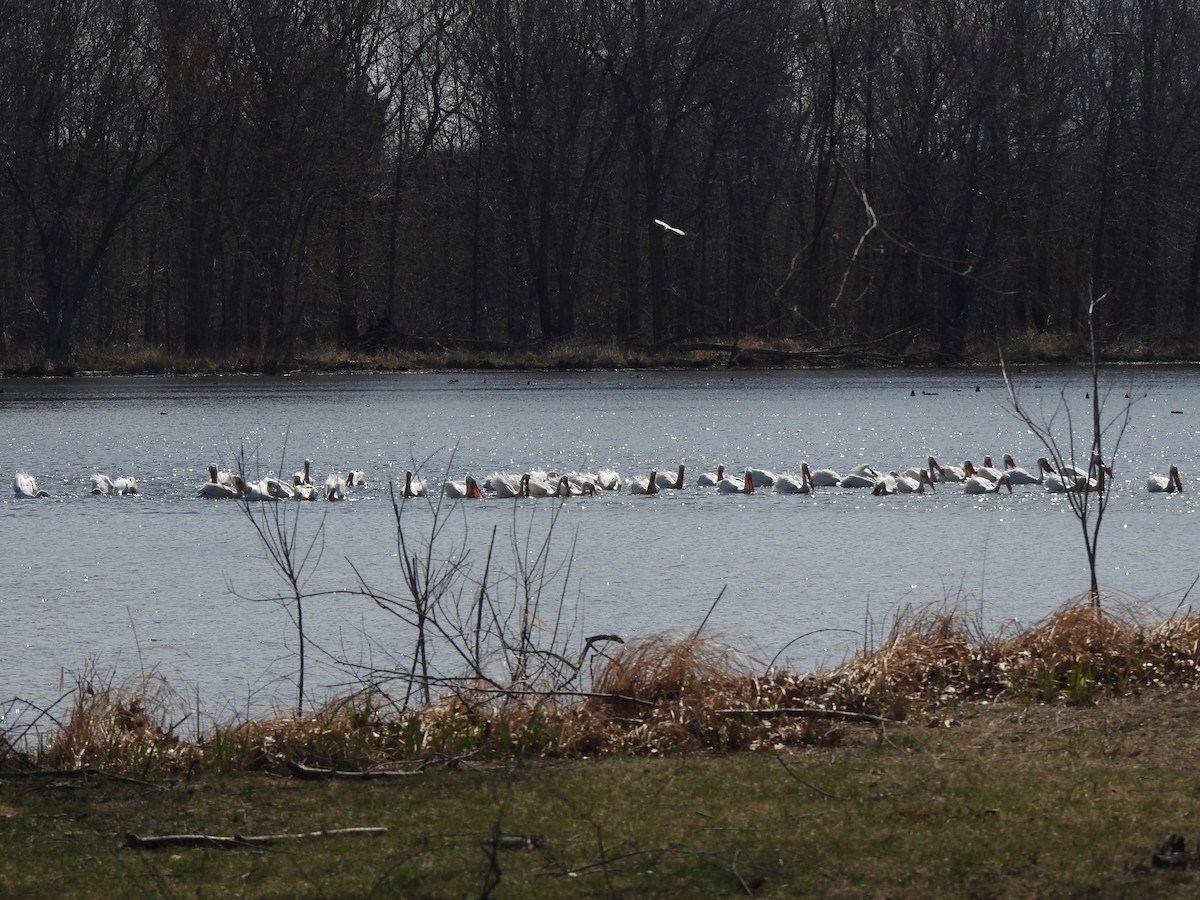 Пелікан рогодзьобий - ML633730088