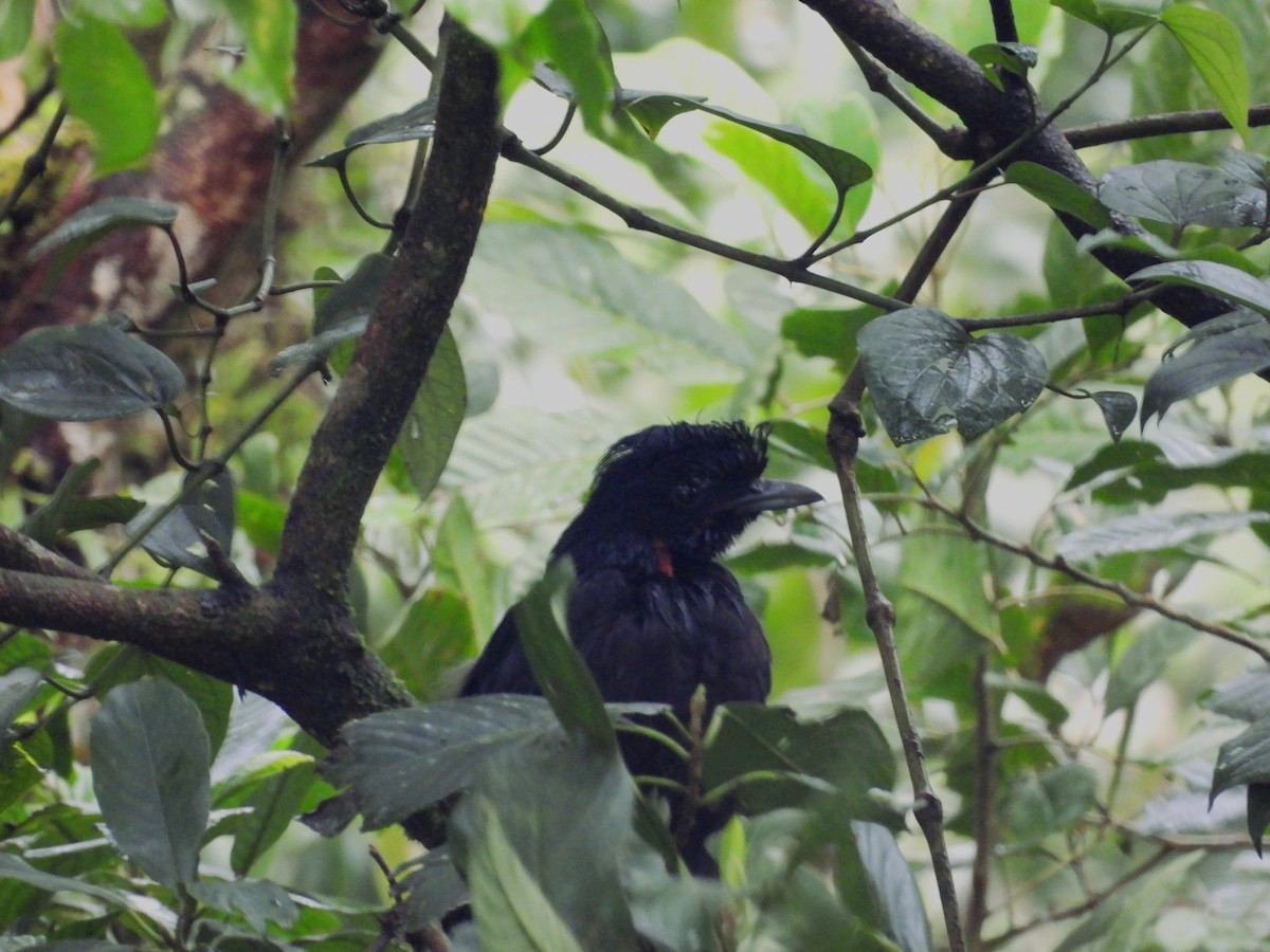 Bare-necked Umbrellabird - ML633730445