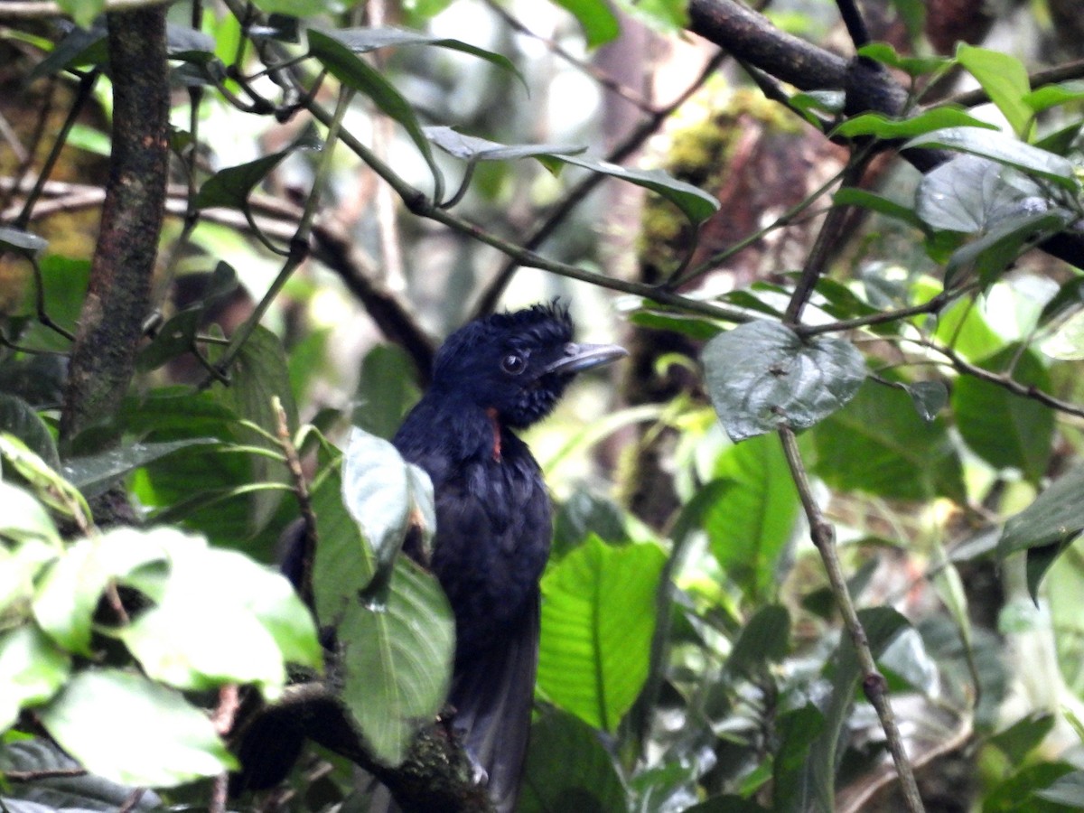 Bare-necked Umbrellabird - ML633730447