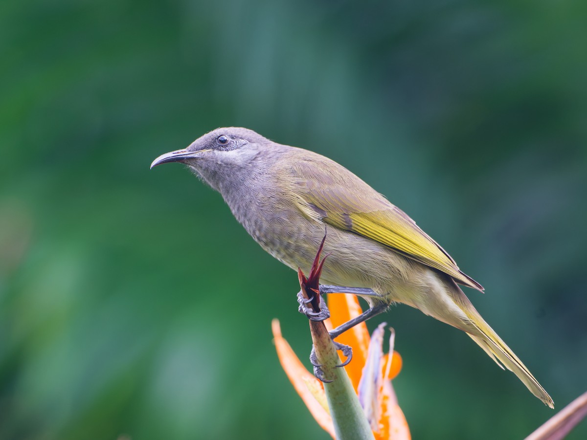 Dark-brown Honeyeater - ML633730461
