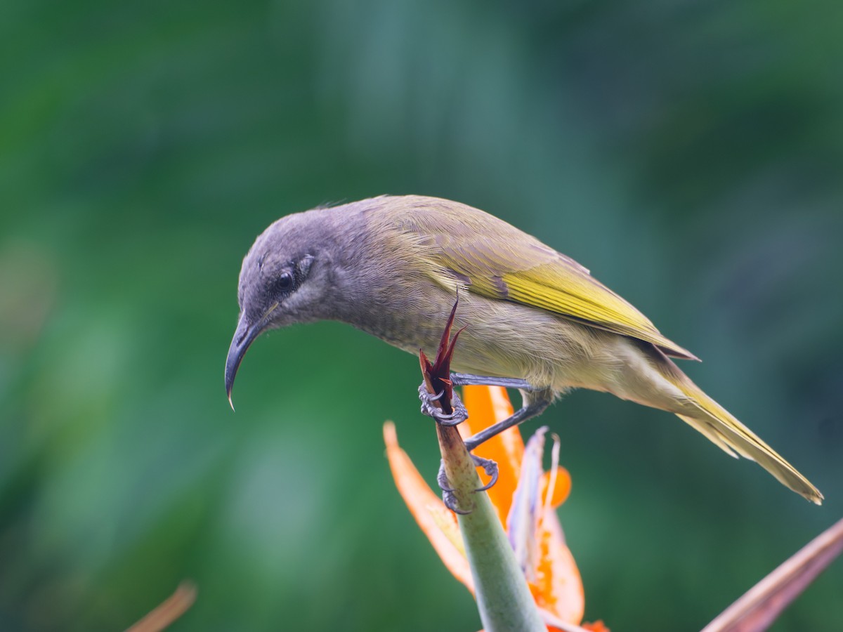 Dark-brown Honeyeater - ML633730462