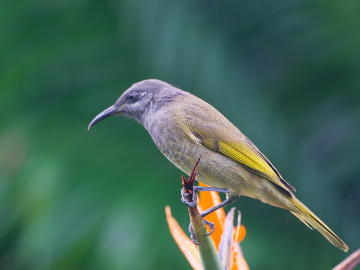 Dark-brown Honeyeater - ML633730463