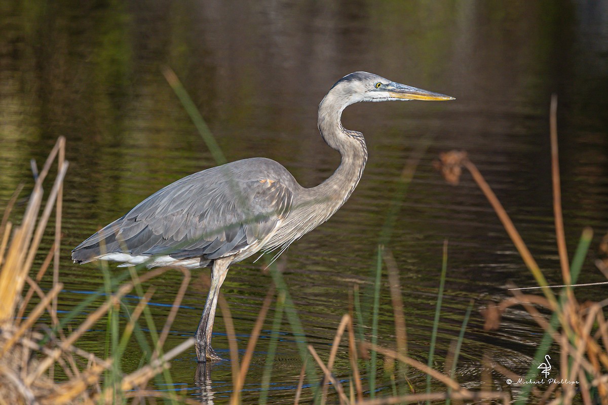 Great Blue Heron - ML633730485