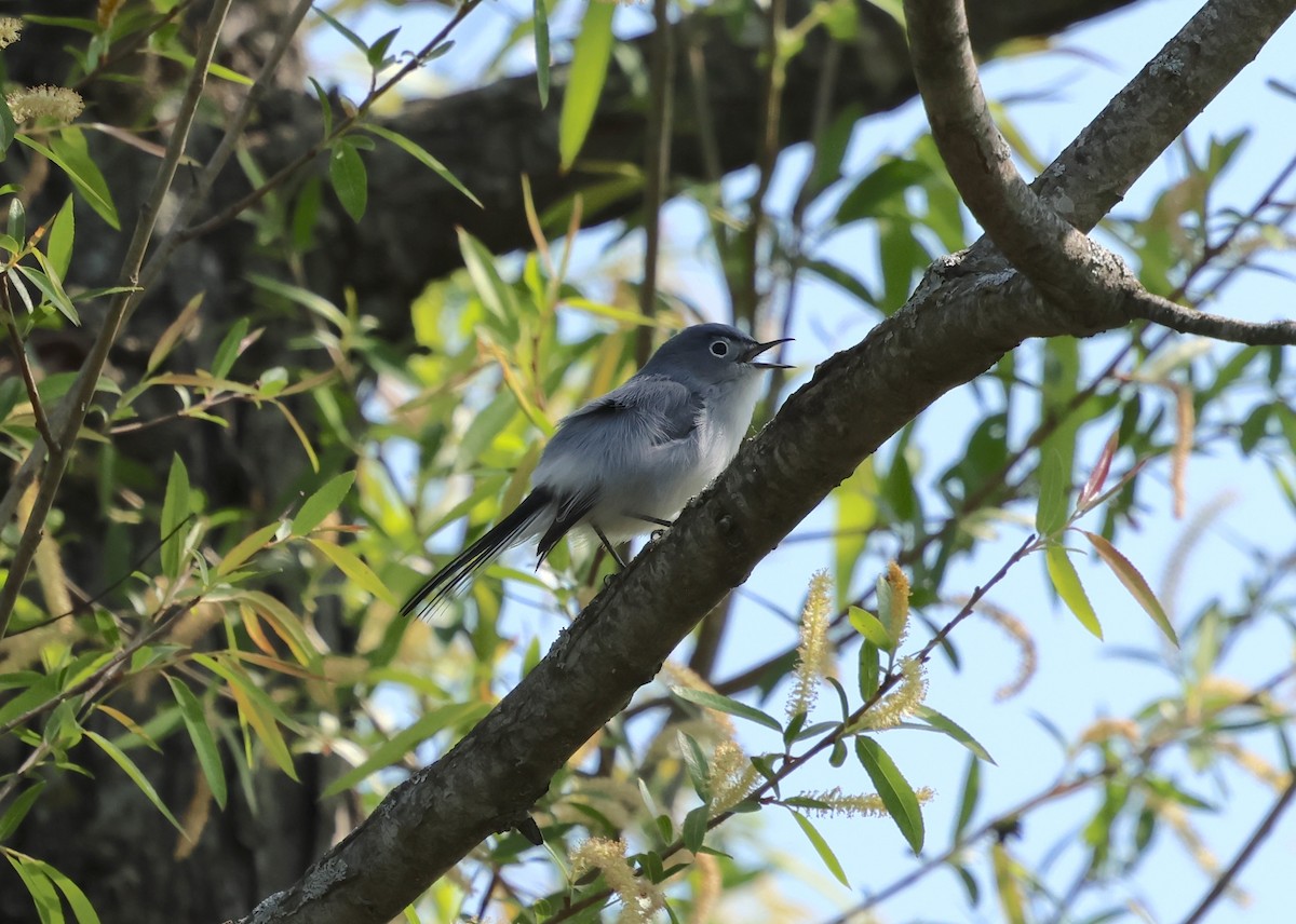 Blue-gray Gnatcatcher - ML633730829