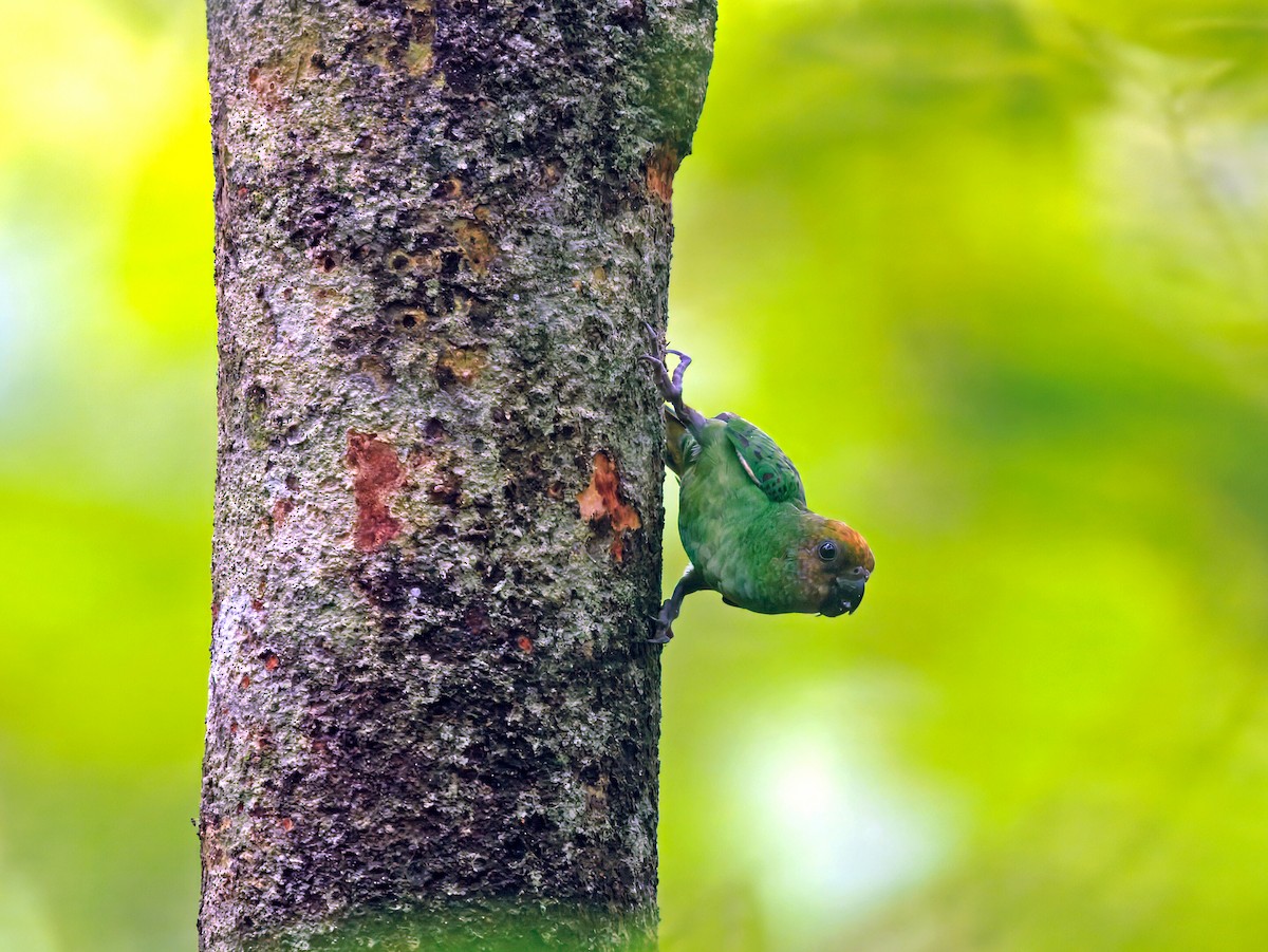 Yellow-capped Pygmy-Parrot - ML633730852
