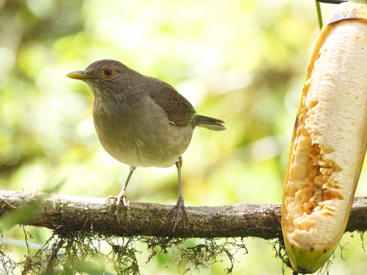 Ecuadorian Thrush - ML633730897