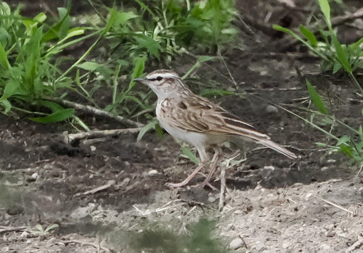 Fawn-colored Lark (Foxy) - ML633730970